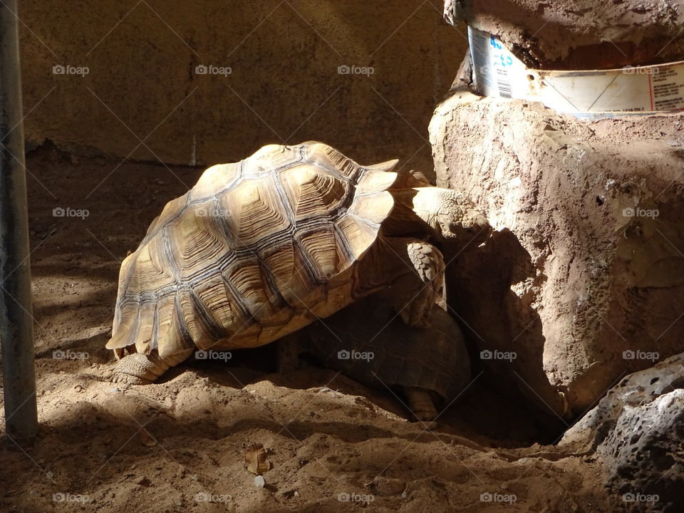 turtles playing in ciudad Juarez