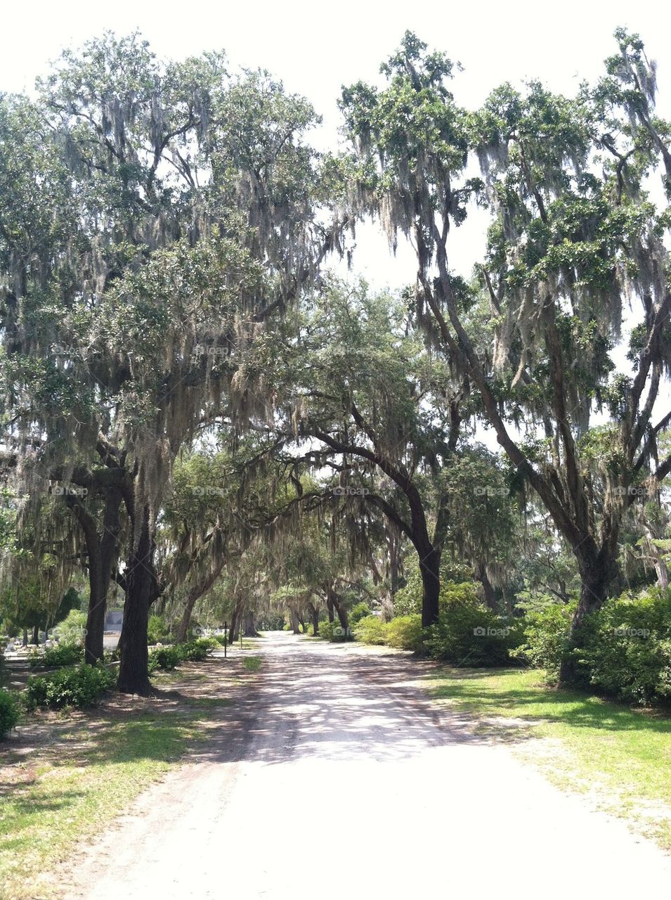Savannah Oak Tree Path
