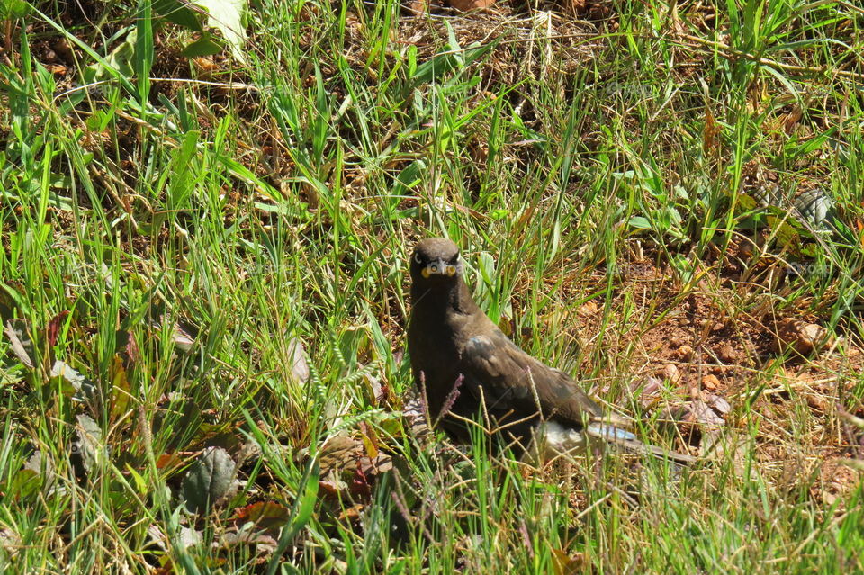 Bird staring at the camera