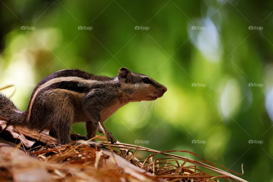 Squirrel