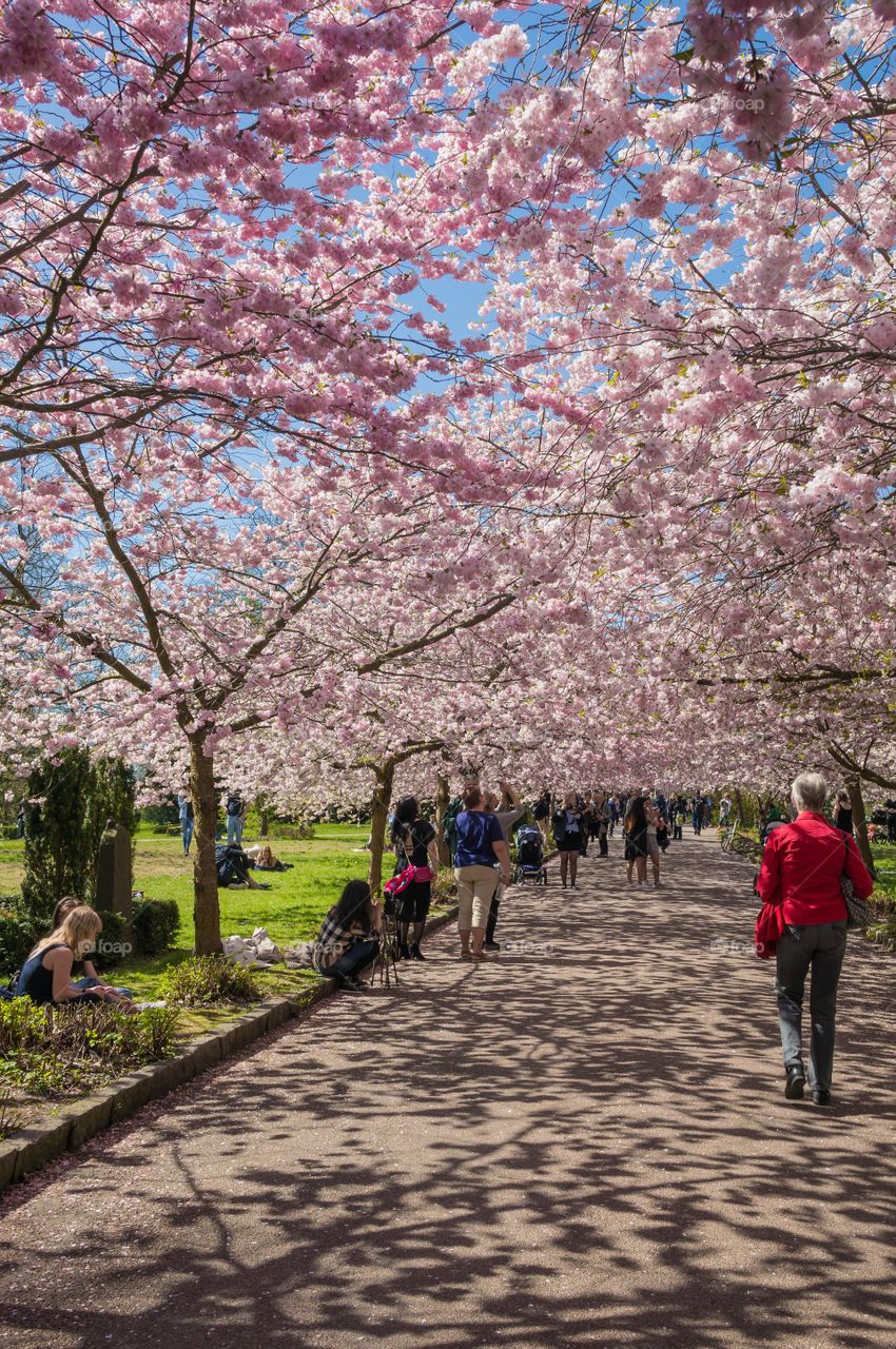 Pink park