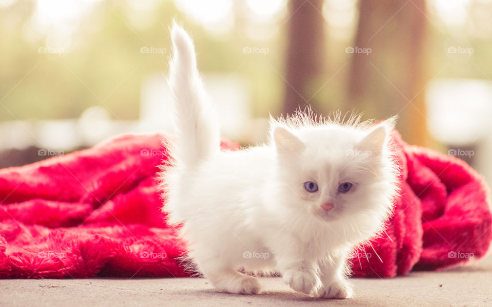 Little white kitten