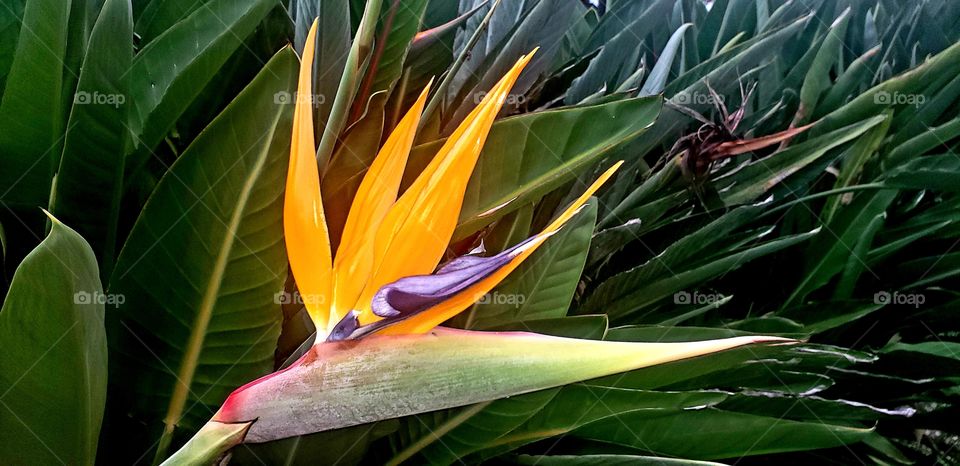 Bird of Paradise flower located at Clearwater Beach in Florida.  Bright orange and purple flower with green foliage.