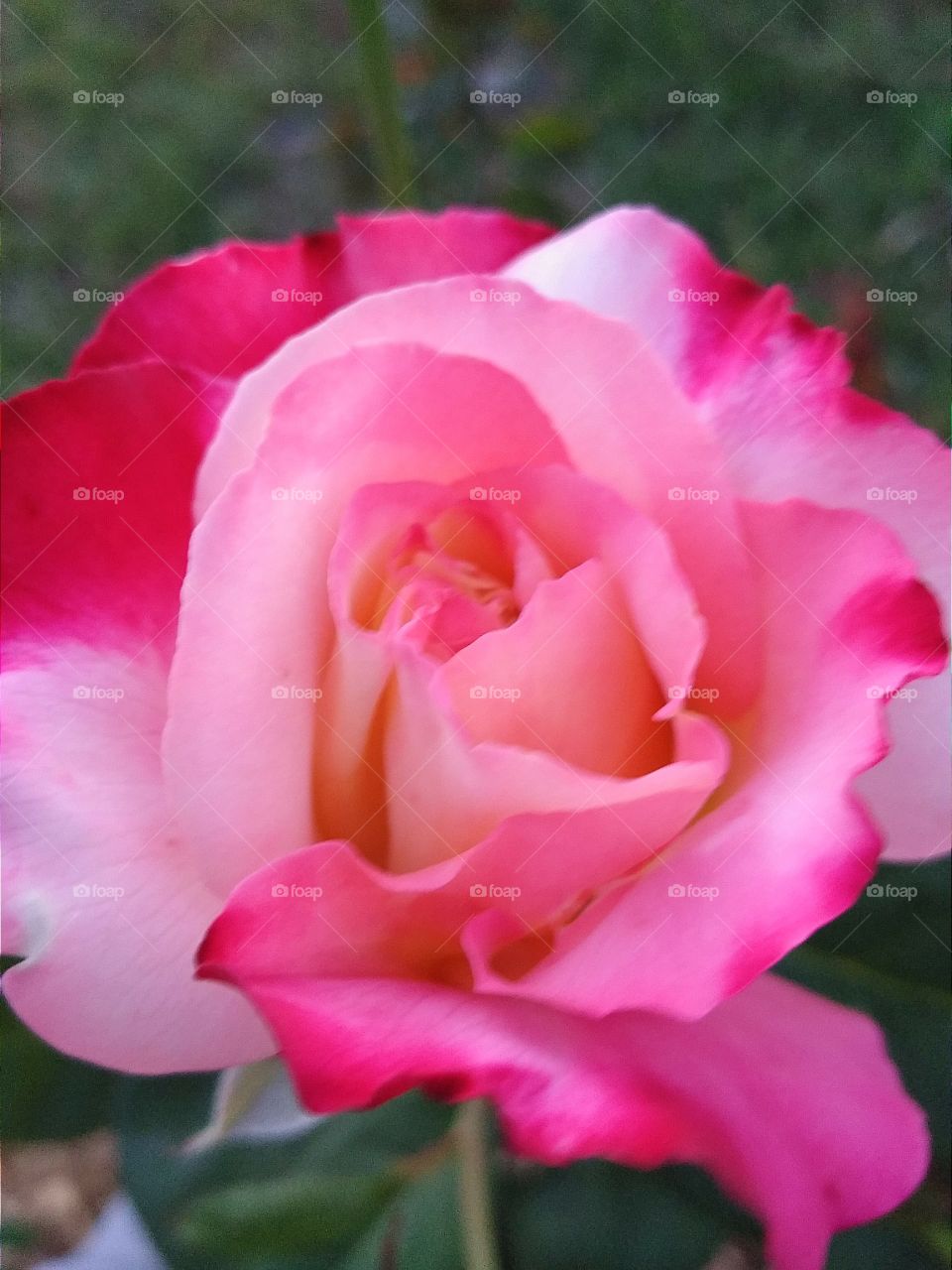 Close up of duo tone rose in bloom
