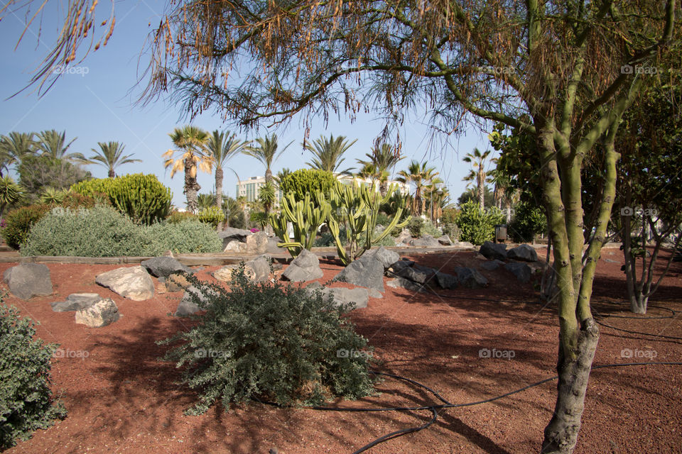 Cactus park in Lanzarote 