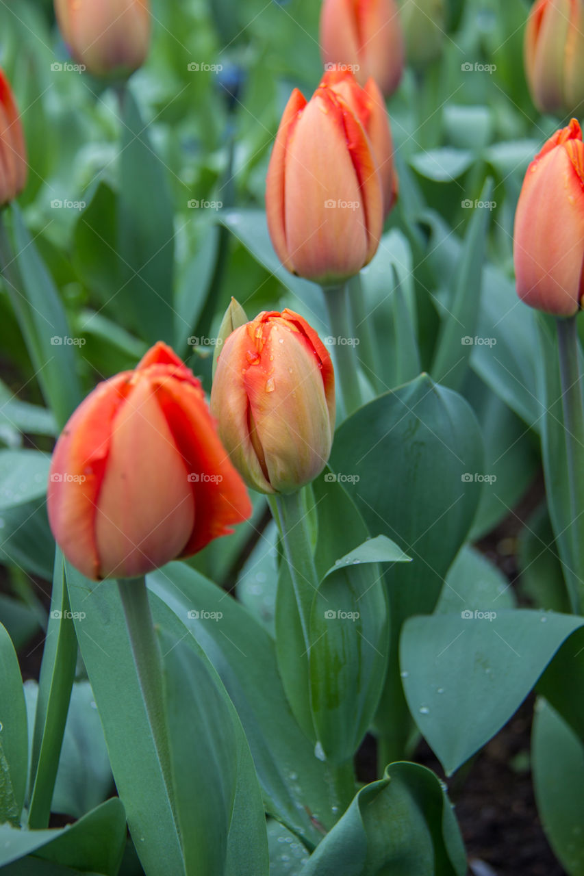 Tulips