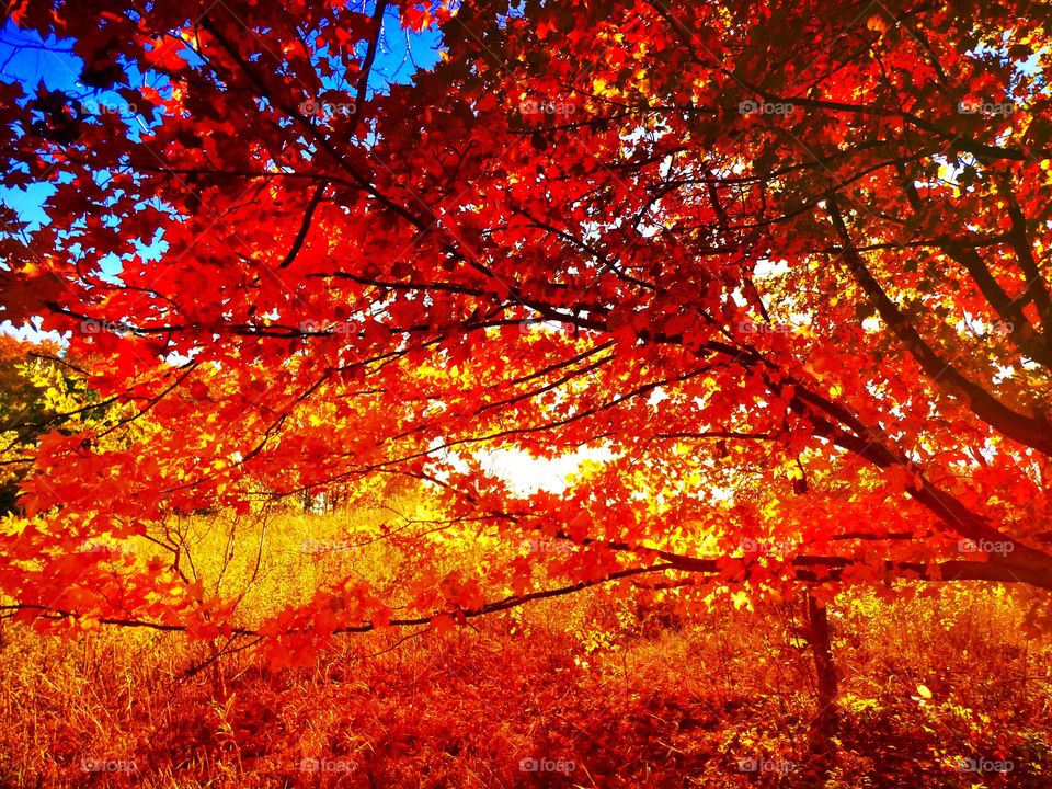 Beautiful tree in fall