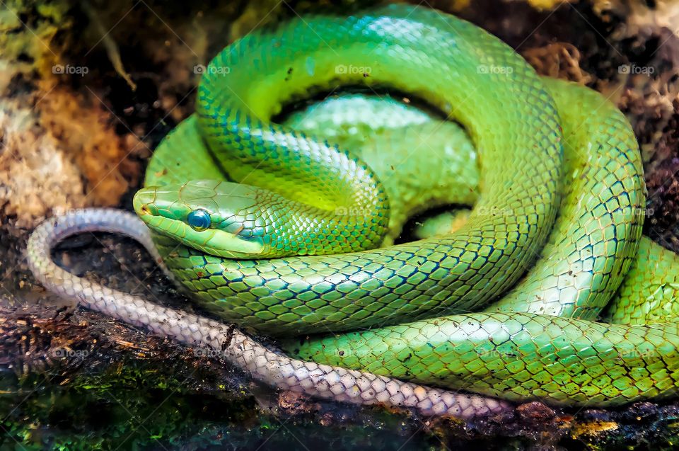 close up of a snake, in this case a green viper in the forest