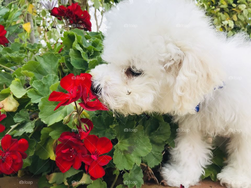 Puppy sniffing geraniums in flower garden, close-up of Bichon Frise exploring nature.