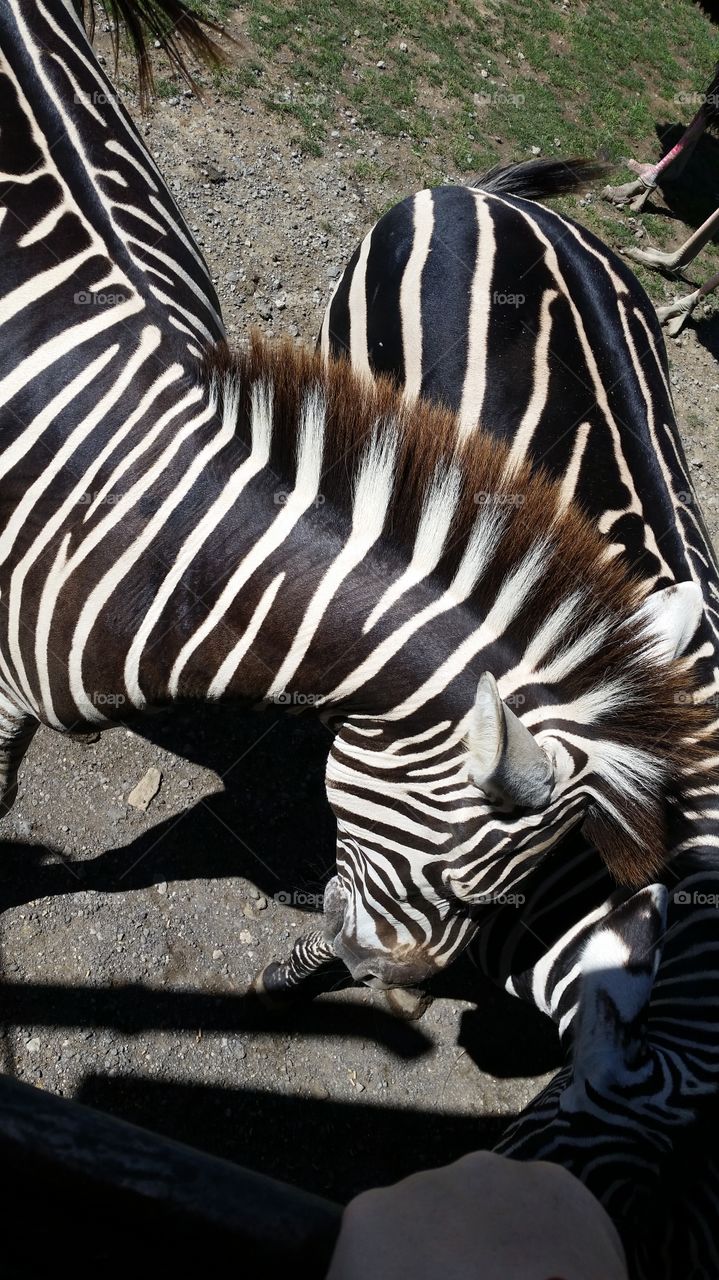 Zebra stripes