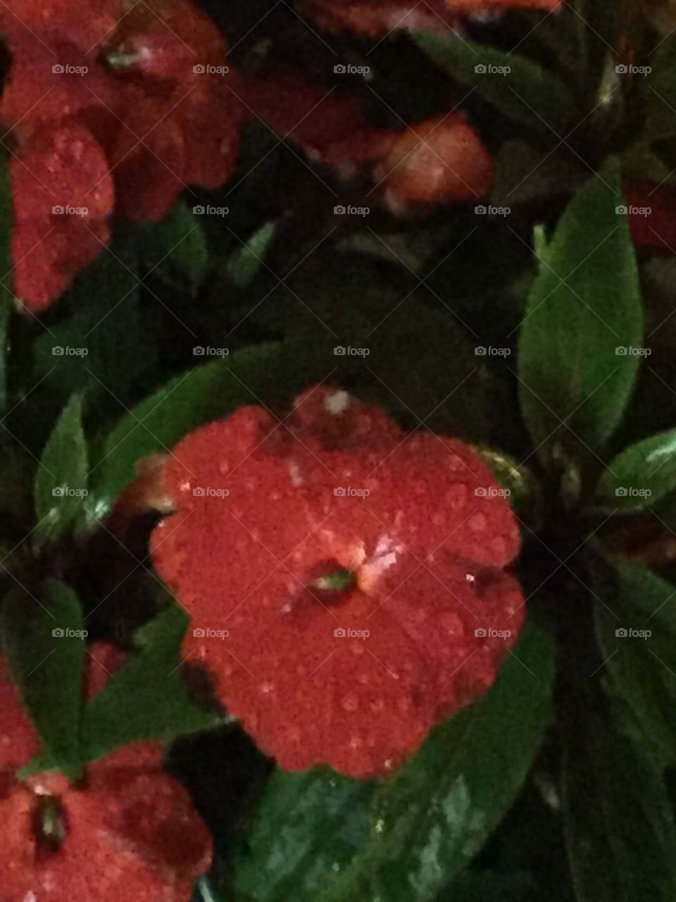 Red Flower with Dew on it from The Rain