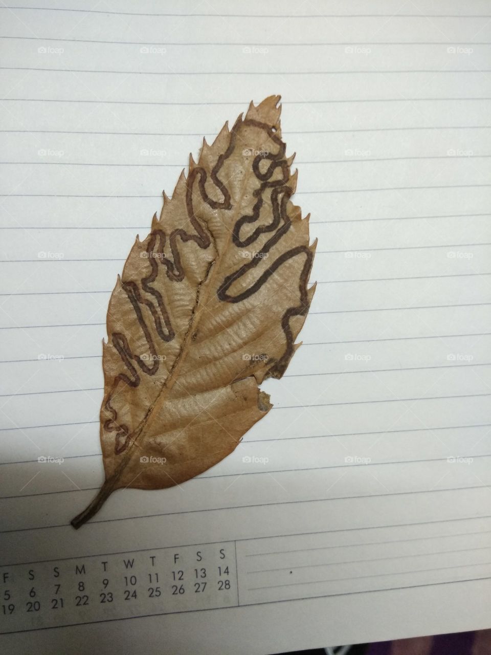 leaf minor , all life