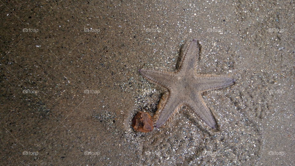 Star fish | Sea fish