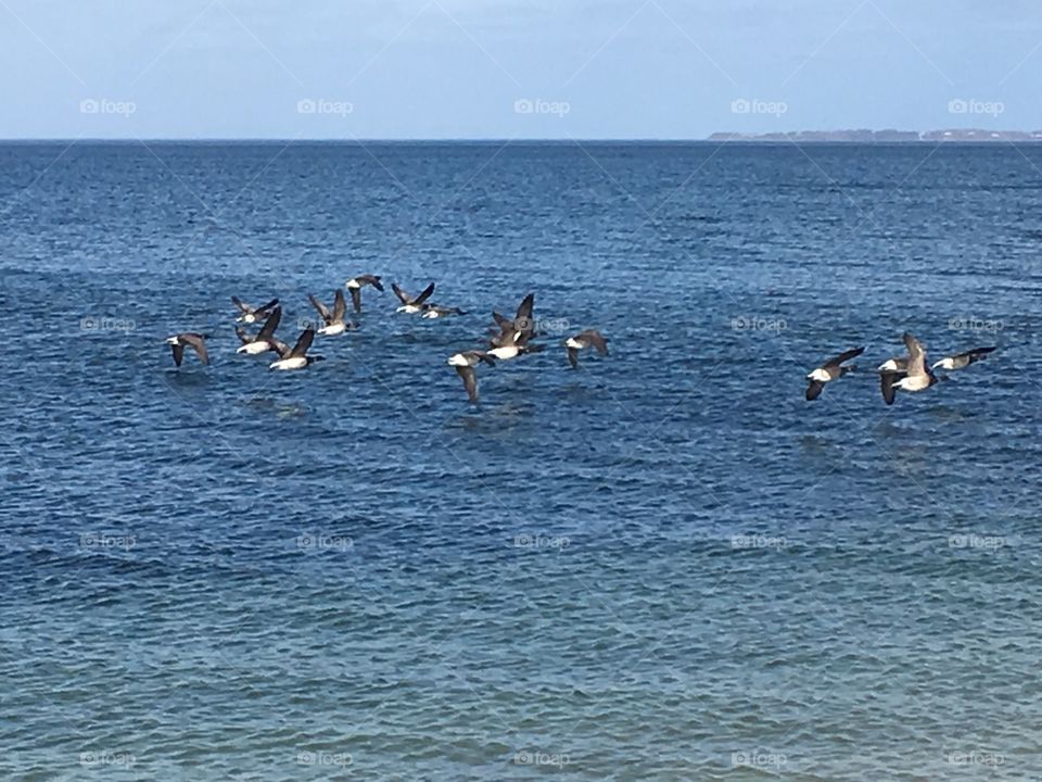 Ducks in flight at beach.