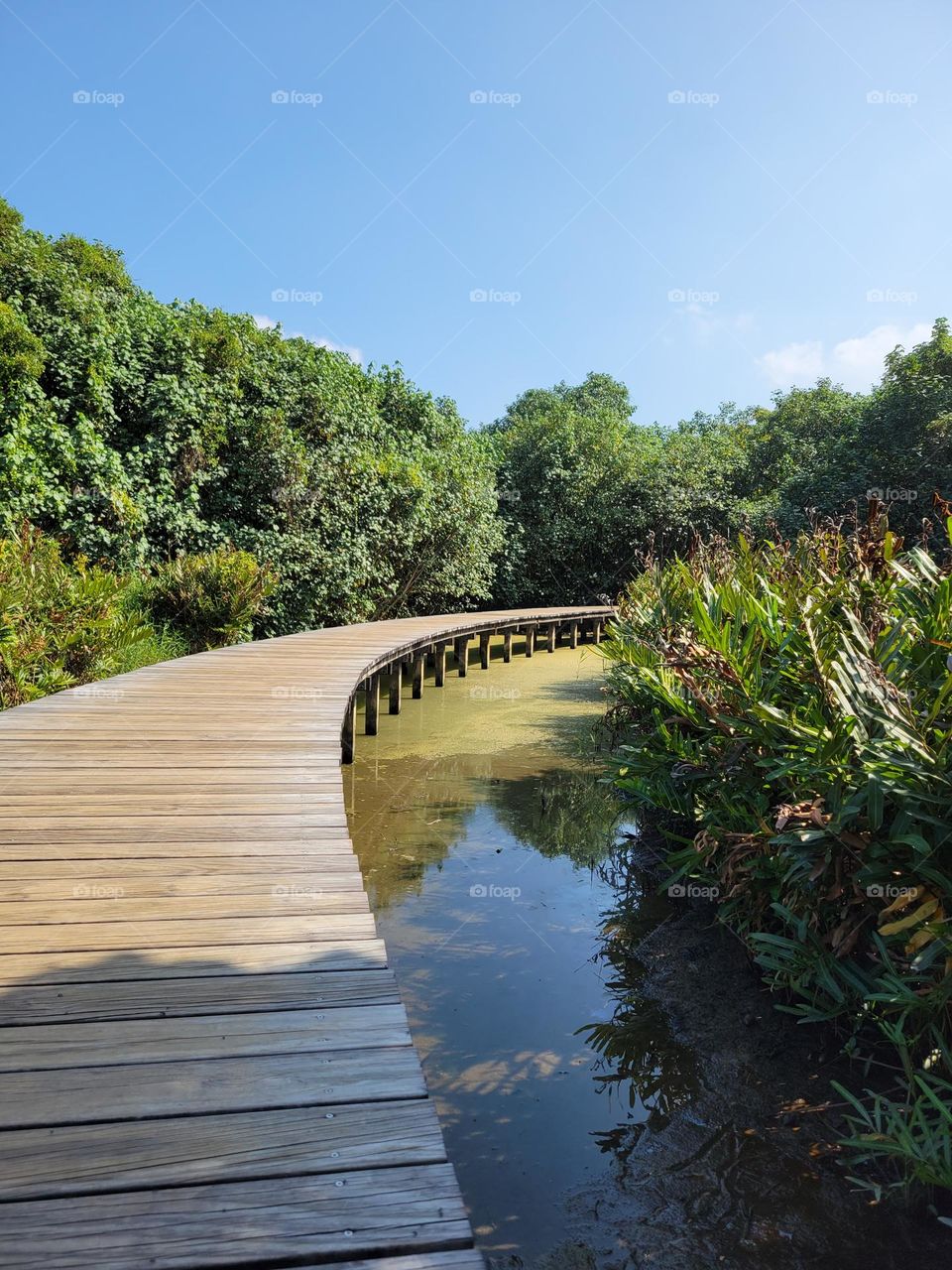 Sunny cloudless day at Hong Kong Wetland Park