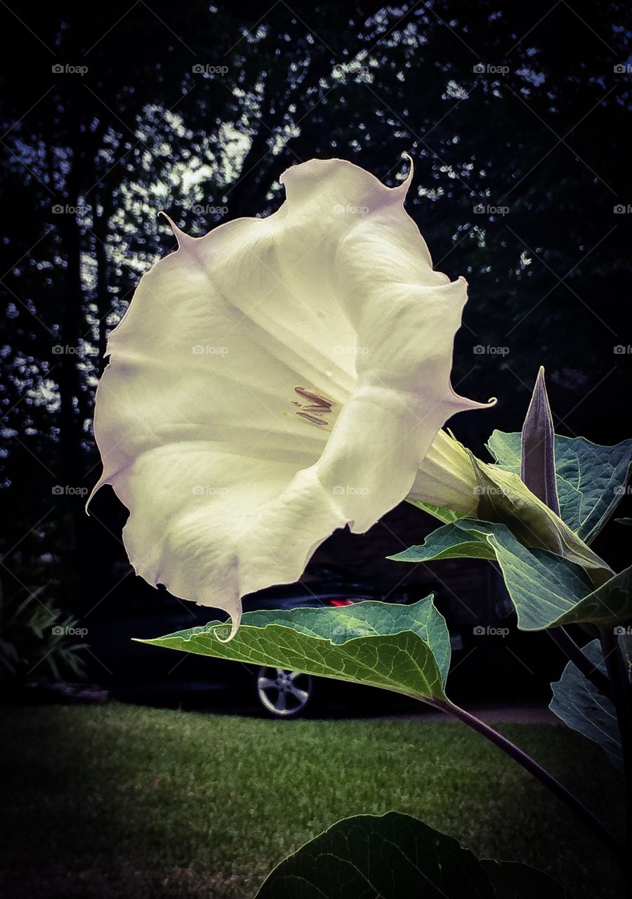 Moonflower Bloom
