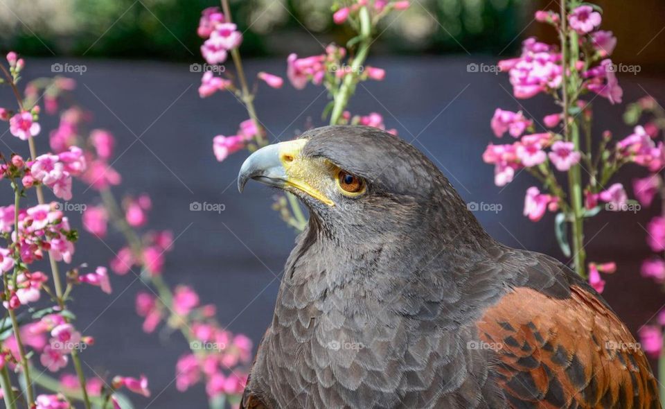 Harris Hawk