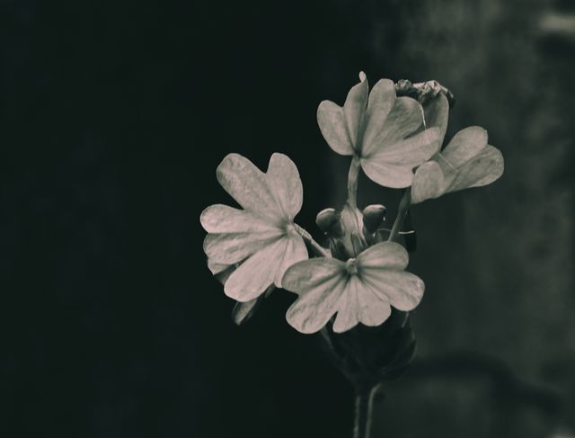 Crossandra solitary
