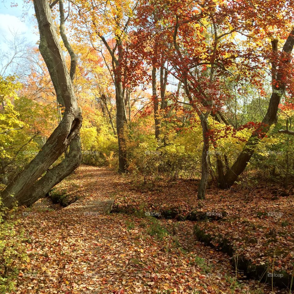 Natures Coloring Book