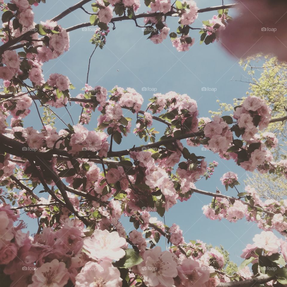 A nice pink flower tree with a good old filter 