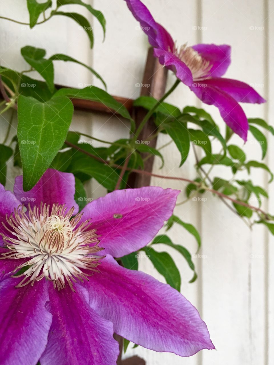 Clematis 