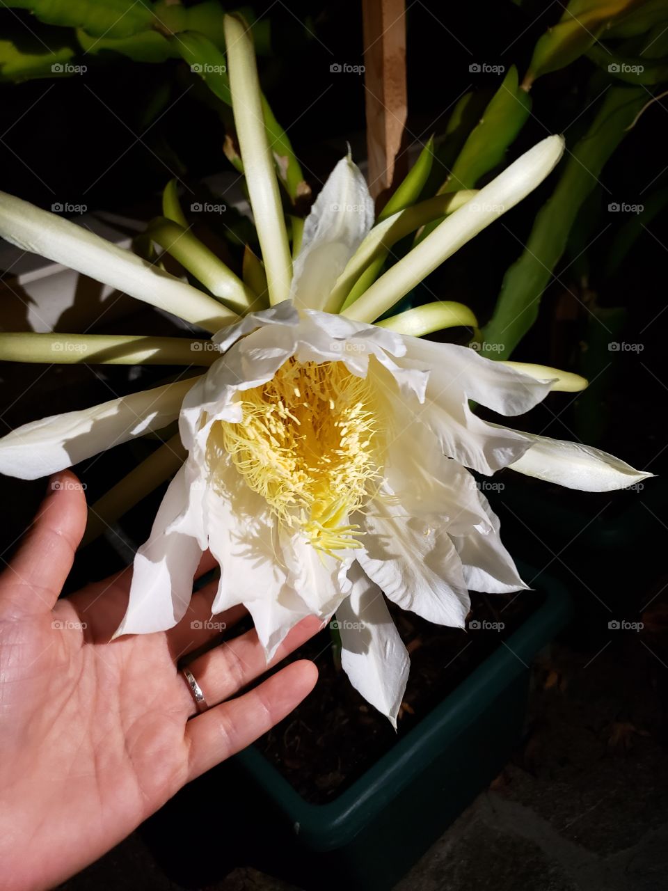 Dragon fruit flower blossom