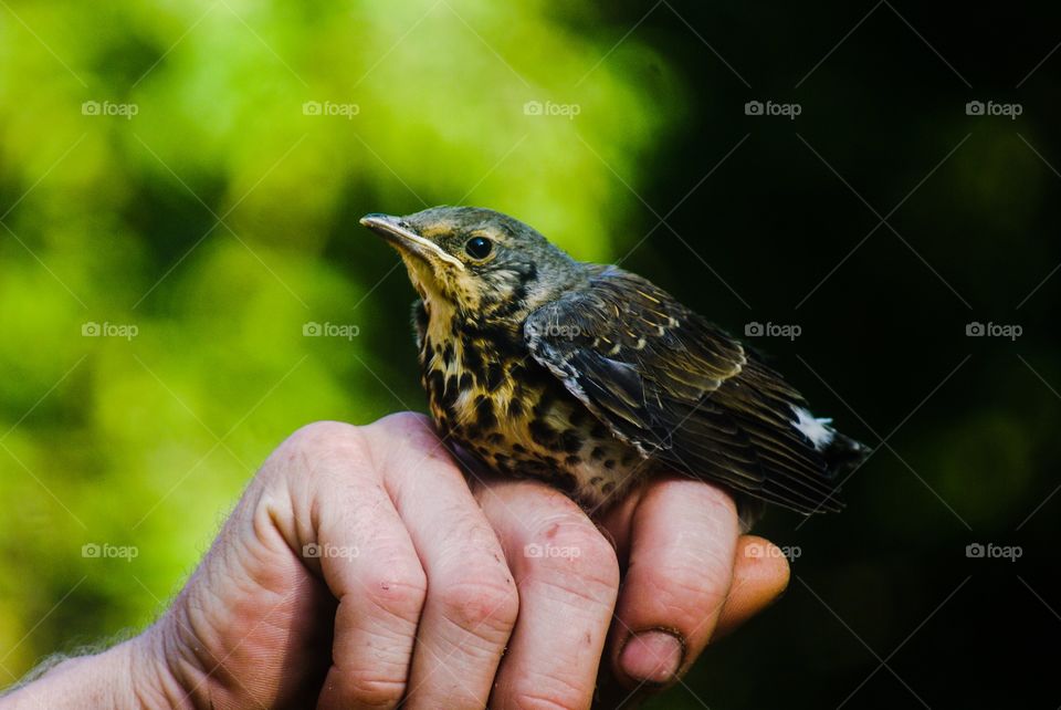 Bird on person's hand