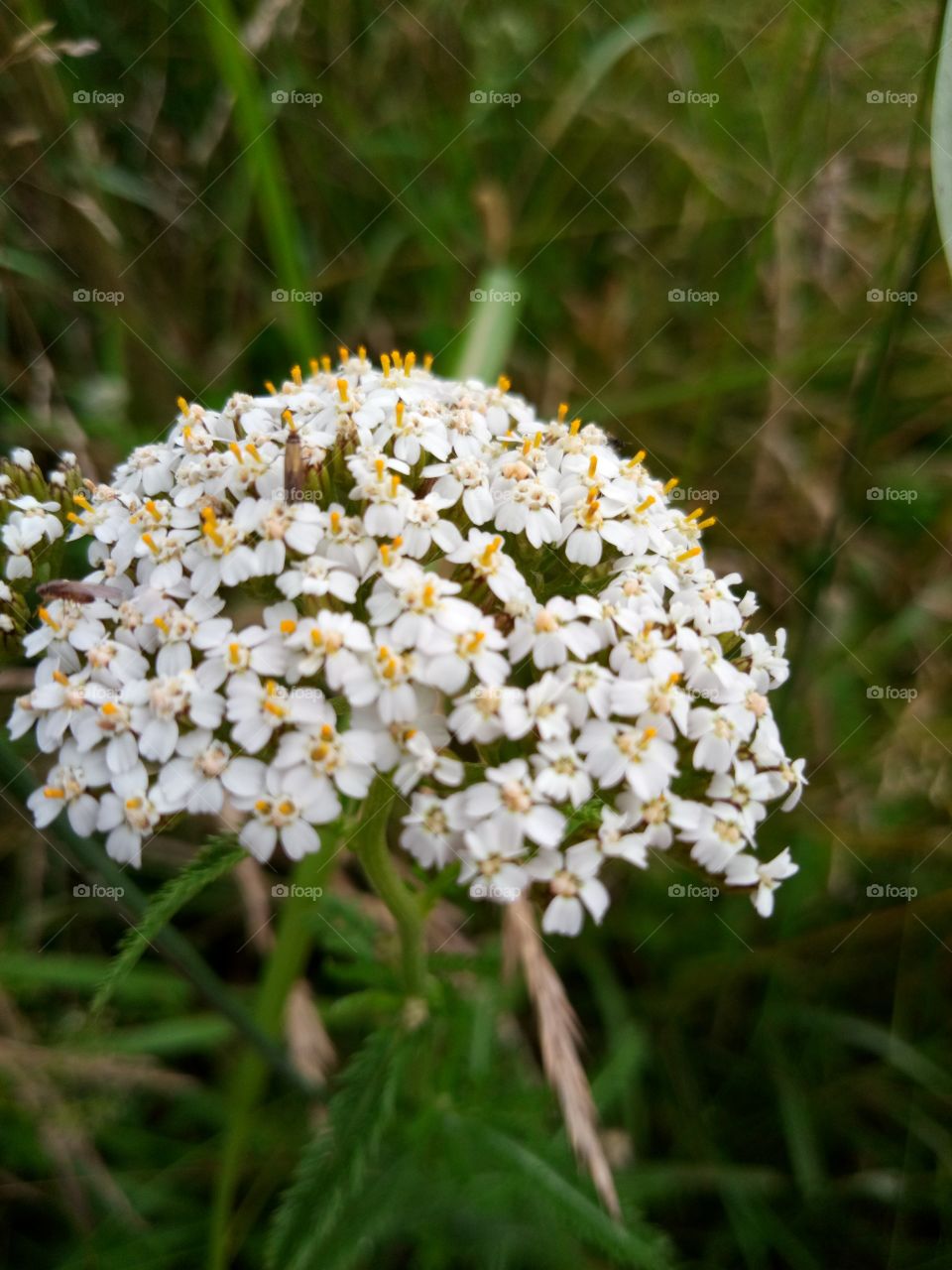 луговой цветок