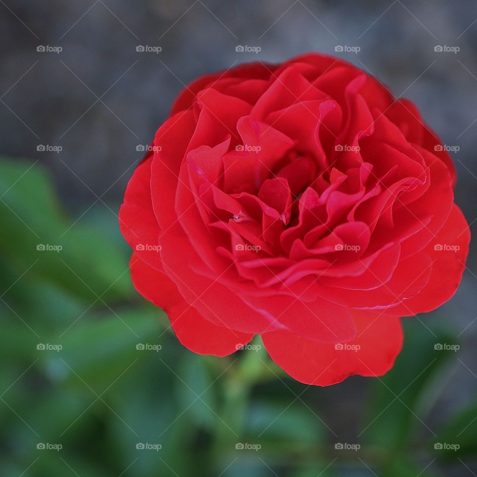 Red Rose. Rose Garden at Leu Gardens is full of all sorts of beautiful variations of roses. They are full bloom in the summer!