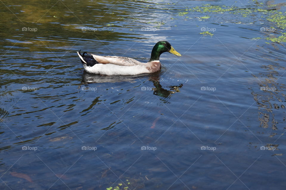 duck in the pond