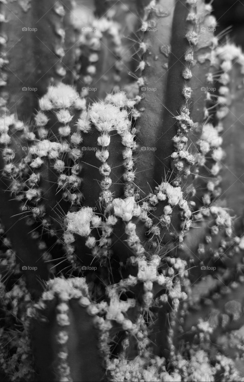 cactus grayscale