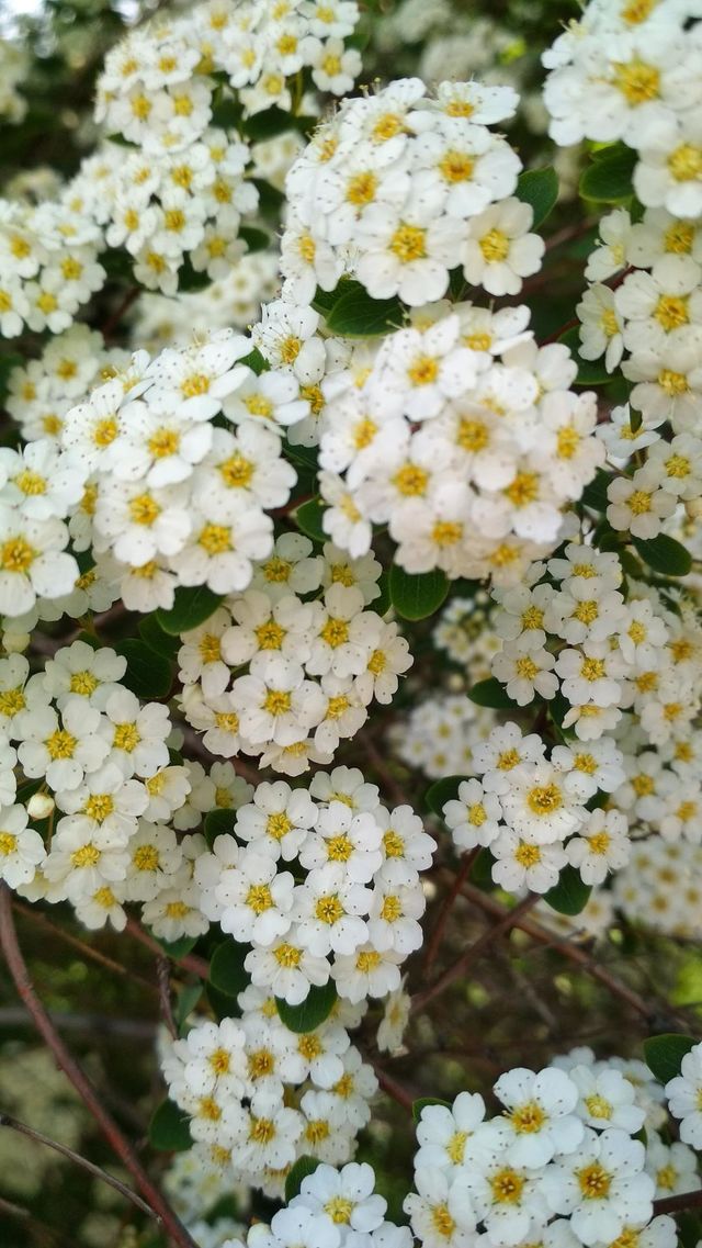 White beauty