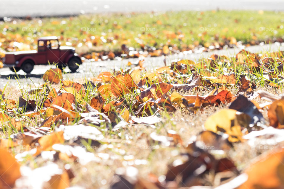 Trucks and Leaves