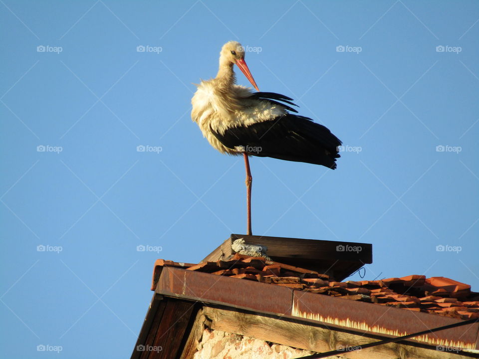 Glamur stork