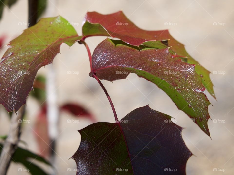 Beautiful Oregon Grape leaves in their fall colors of red and green. 