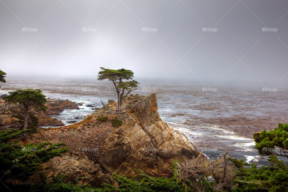 tree sea cloudy rock by theamazingninja