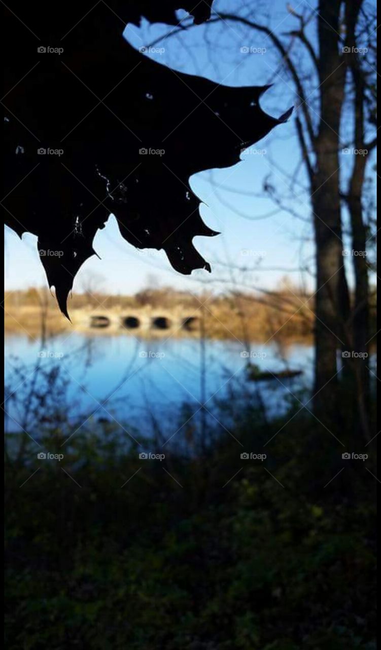 A Silhouette of Fall