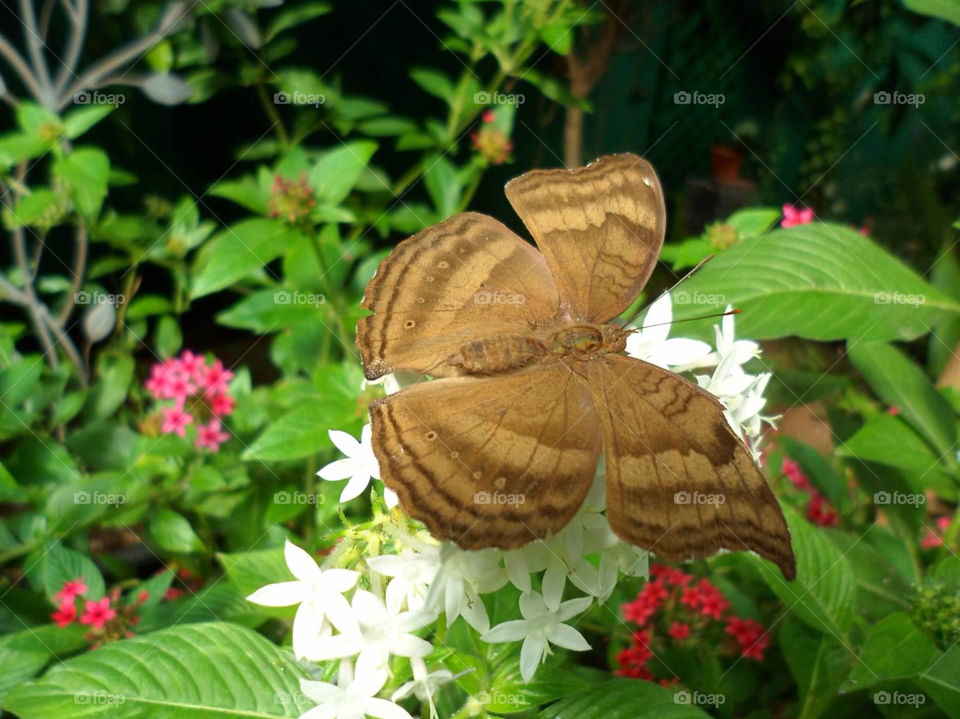 nature butterfly brown by jmh