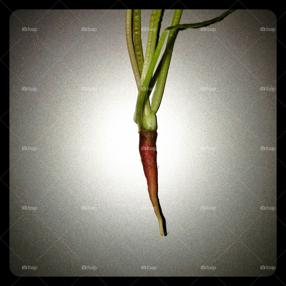 Tiny carrot plant.