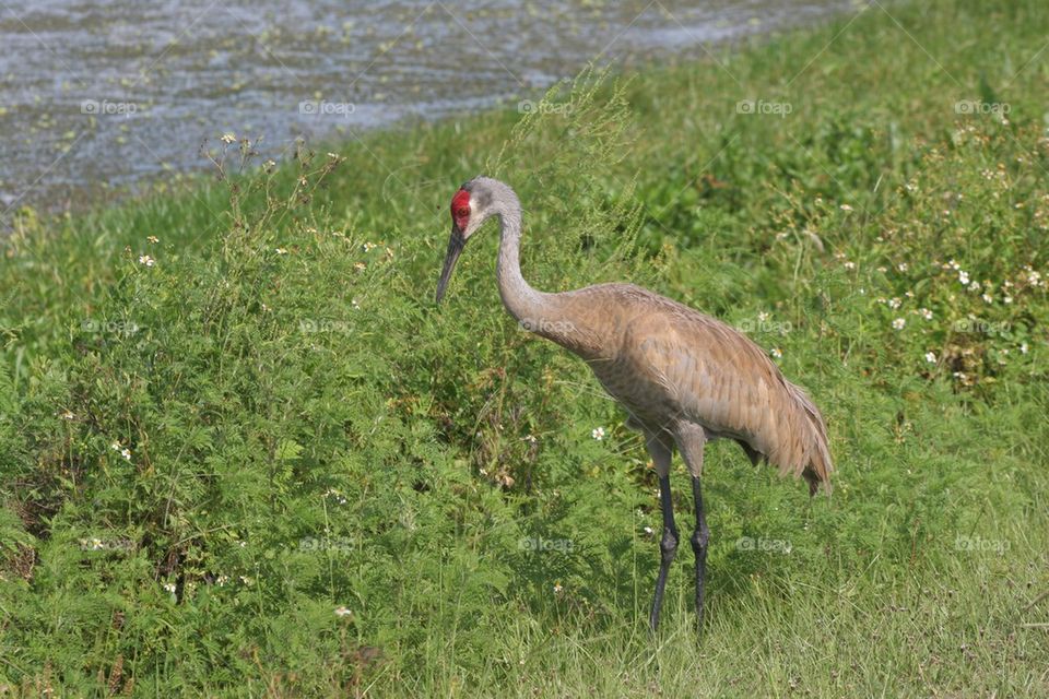 Large bird