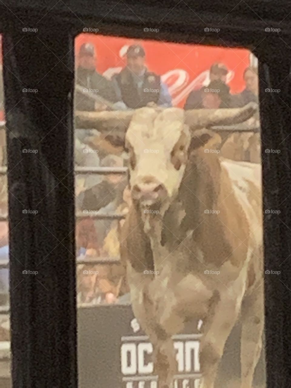Bull in the arena