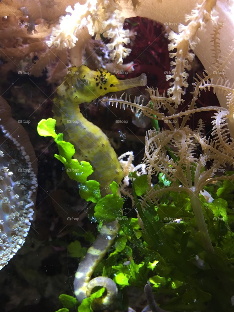 Sea Horse hiding in the plants