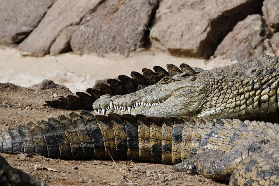 Smiling crocodile resting in the sand 