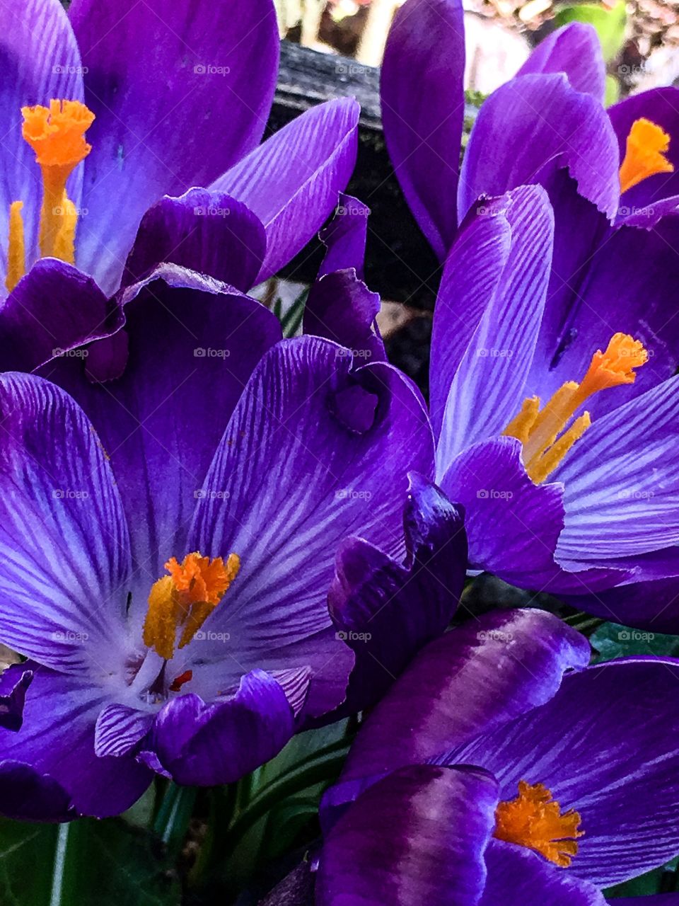 Crocus Deep Purple 