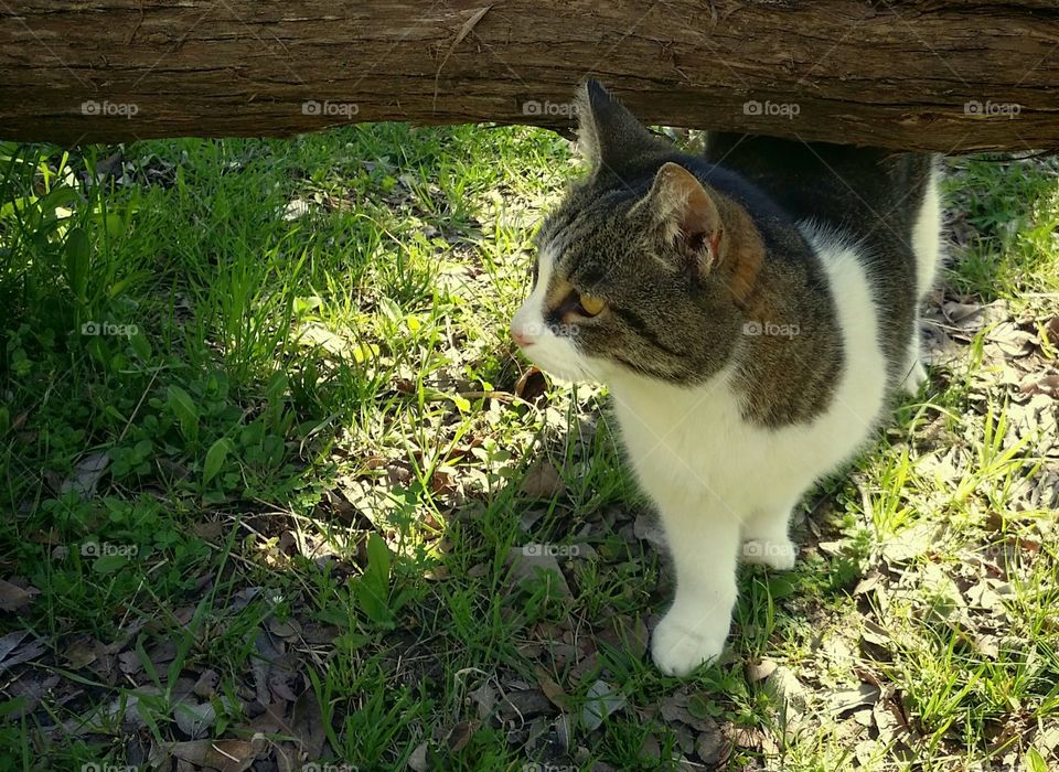 Tabby Cat in Summer