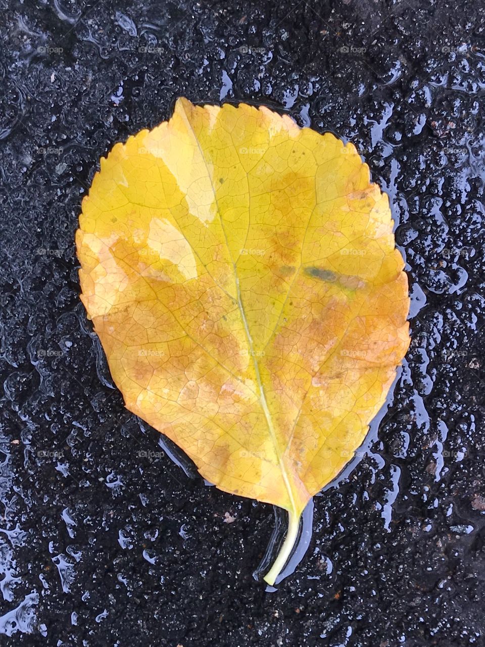 Fallen Leaf 4, Rainy Day