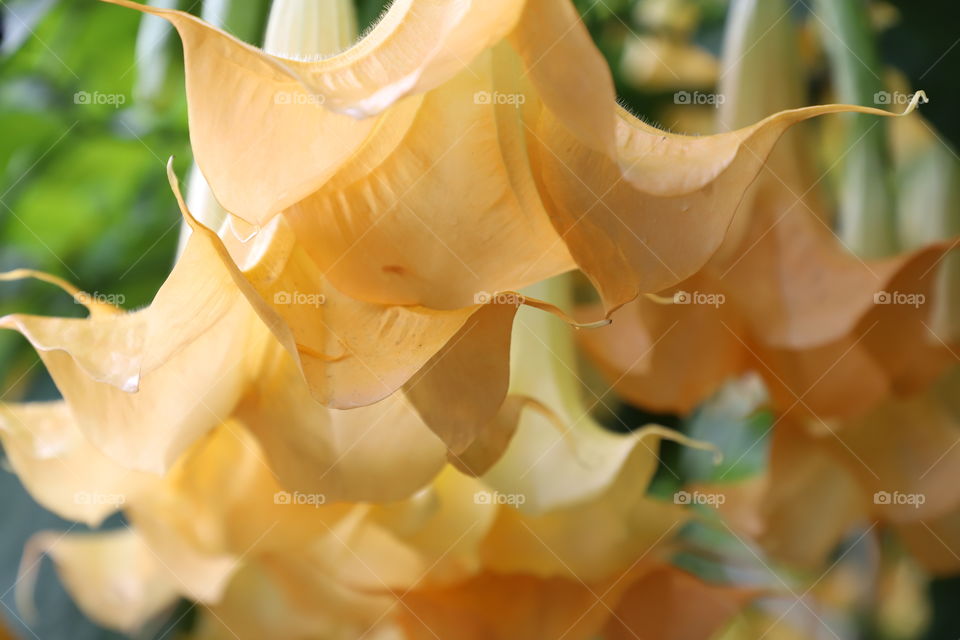 Yellow flowers hanging down 