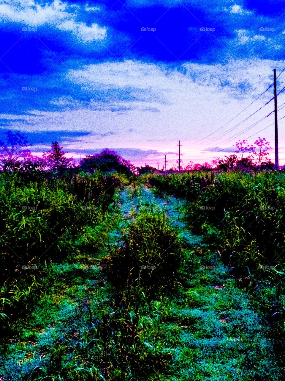 Road of color