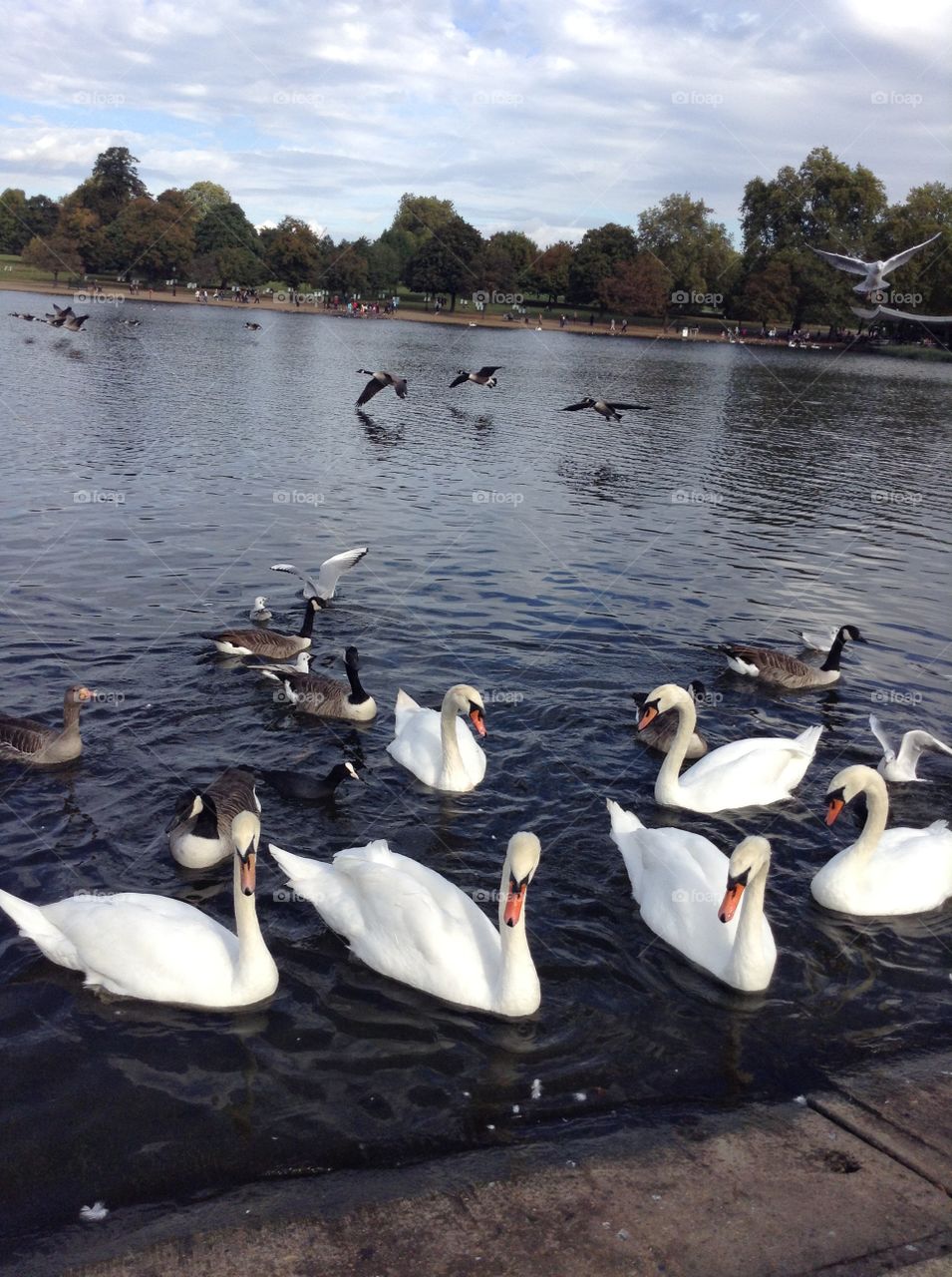 Beautiful swans and ducks swimming in Hyde Park