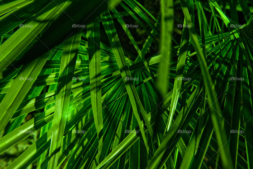 Illuminated palm leaves on the Canary Islands.